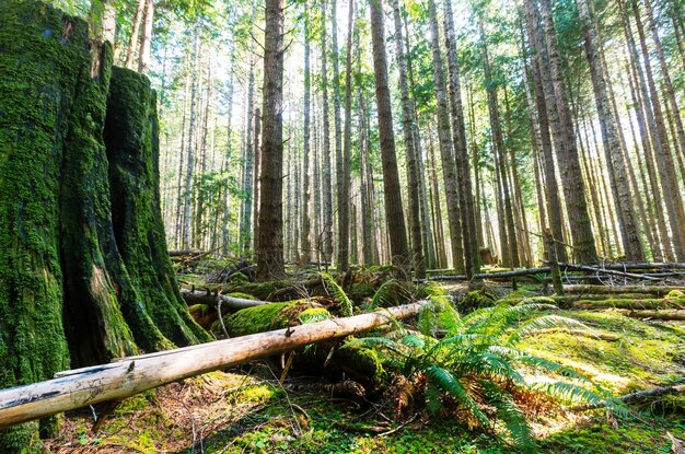 Foresta estiva all'ora dell'alba. sfondo estivo stimolante.