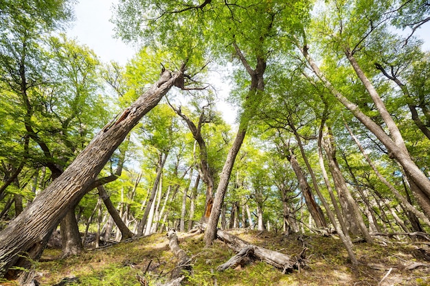 日の出時の夏の森。感動的な夏。