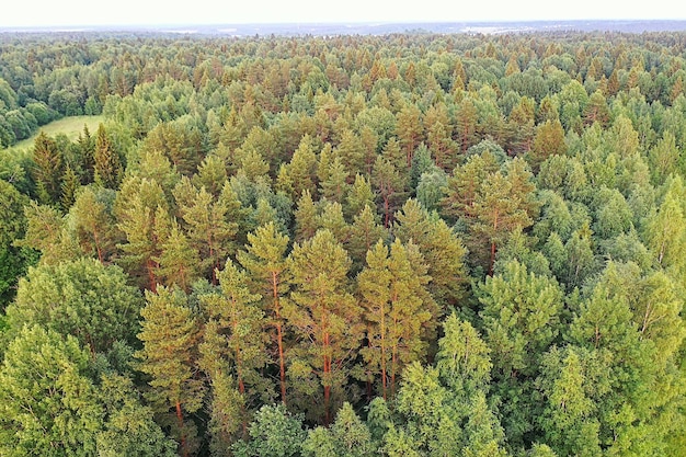 夏の森のトップビュードローン、背景緑の木々のパノラマ風景