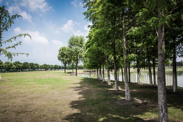 Summer forest trees shadows view Spreading trees in summer forest Hanging trees branches Summer hanging tree branch