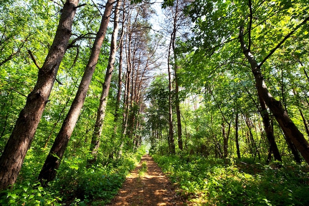 Summer forest