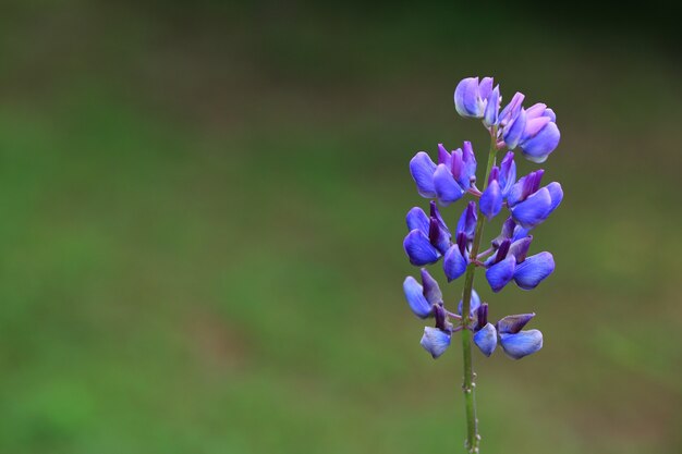 サマーガーデン。咲くルピナスの花