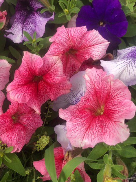 写真 夏の庭の花は色とりどりの