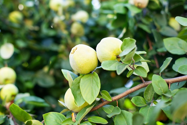 In the summer garden, ripe organic quince fruits grow. Ripe quince fruit grows on a quince tree with green foliage in the autumn garden, closeup. Harvest concept. Vitamins, vegetarianism, fruits.