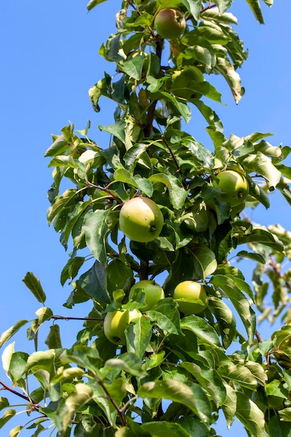 Summer garden with fruit trees and apple harvest