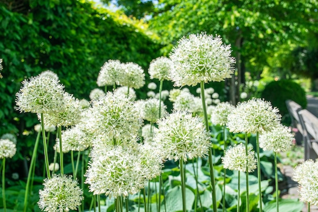 写真 高い白い花と緑の草のある夏の庭