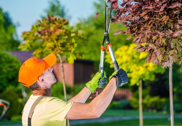 Photo summer garden works