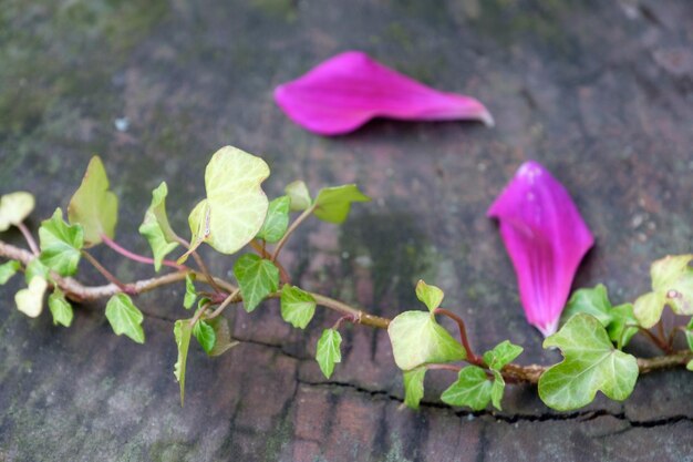 summer in the garden