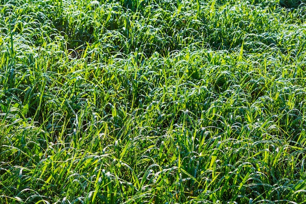 Summer grass witn morning dew