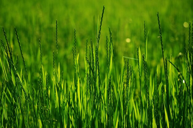 写真 夏の草