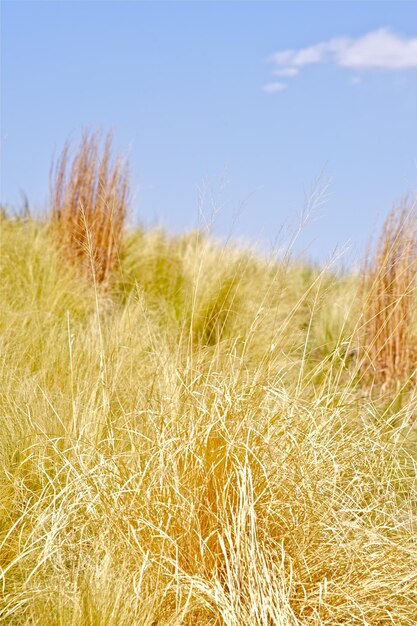 写真 夏の草