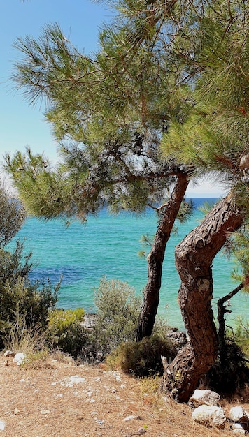 夏のギリシャの風景青い海と松