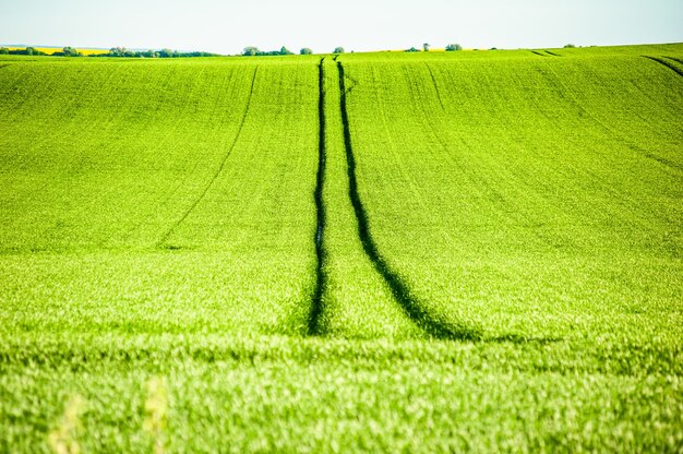 Summer green agriculture field