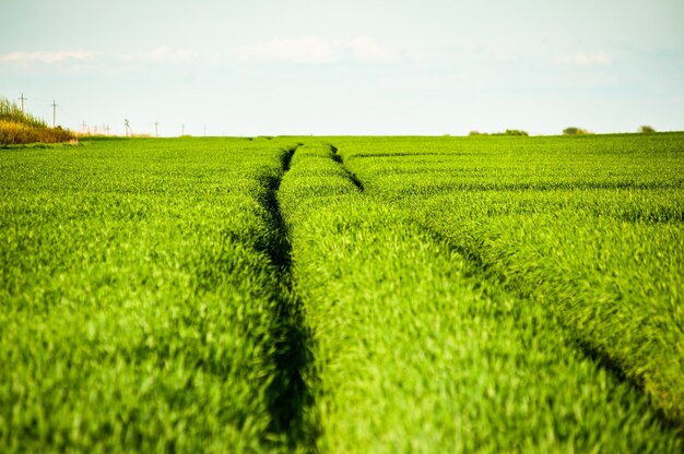 Summer green agriculture field