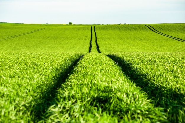 Summer green agriculture field