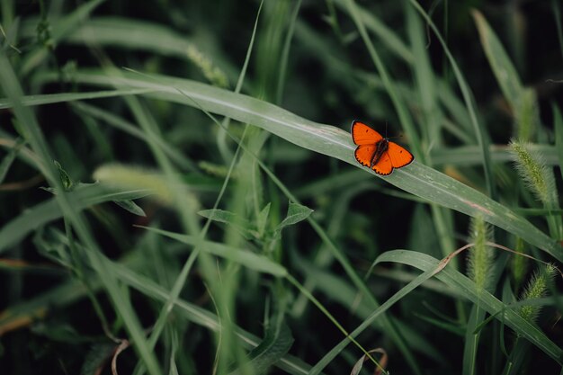 Foto sfondo del desktop verde estivo luminoso bellissimo farfalla arancione rossa lycaena dispar siede su un filo d'erba verde sfondo sfocato contrasto clima caldo entomologia e lepidotterologia