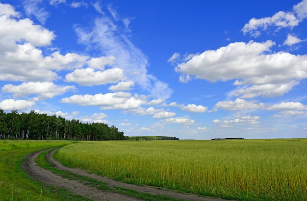 Summer green field