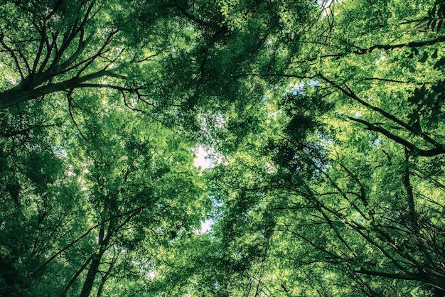 夏の緑の森自然屋外季節の背景