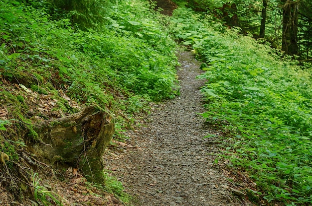 Foresta verde di estate con il fondo stagionale all'aperto naturale del percorso