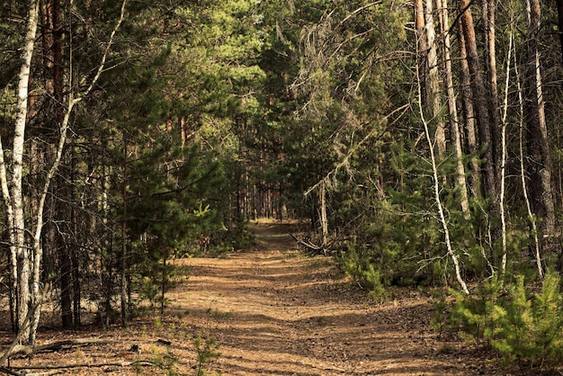 Summer green forest with path natural outdoor seasonal background