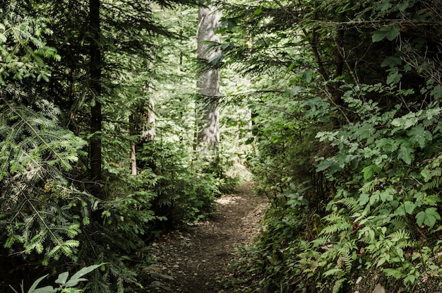 Summer green forest