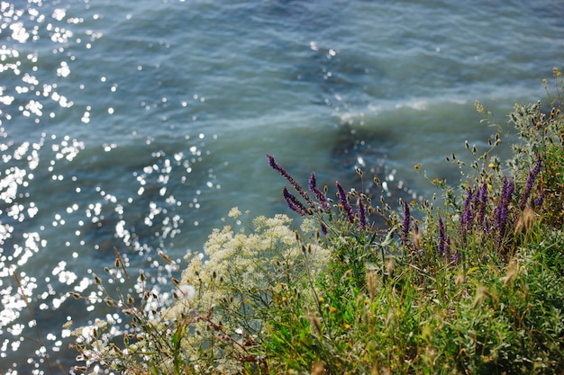 Summer green grass on the sea beach