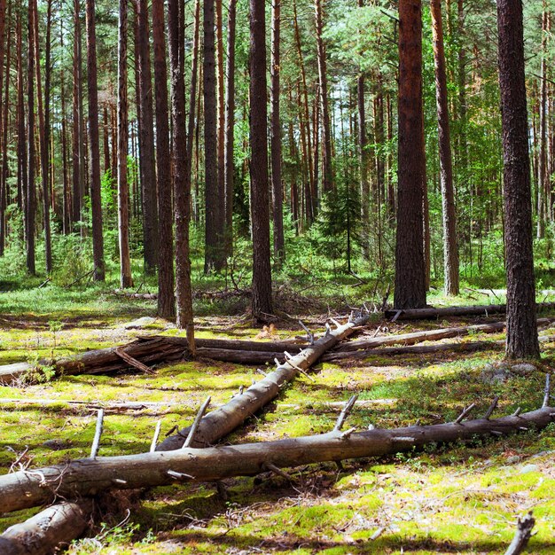 Summer green landscape