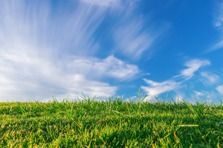 Photo summer green meadow grass against a blue sky. summer.