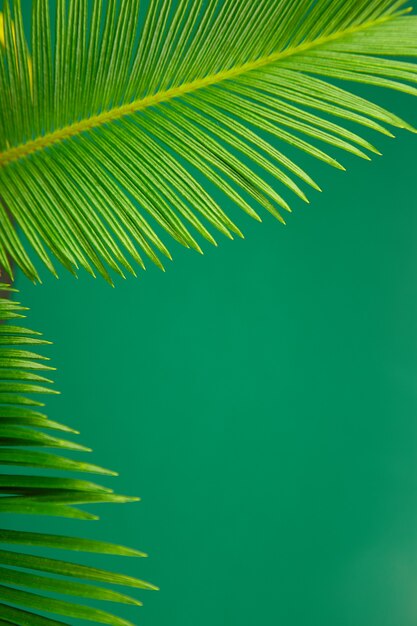 Summer green palm leave background