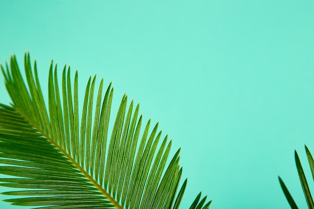 Summer green palm leave background