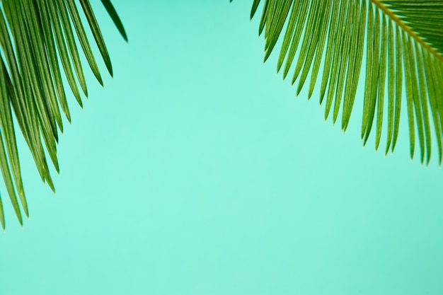 Summer green palm leave background