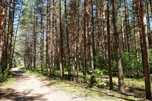 Летний зеленый сосновый лес с высокими деревьями в солнечный день