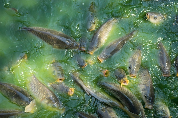 summer, green river shoal water, common carp