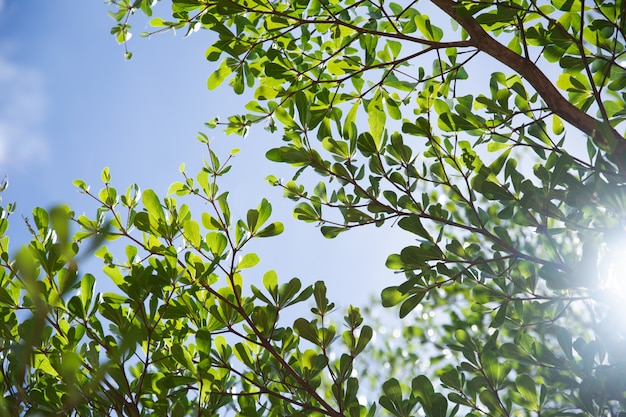 Summer green tree blue sky natural fresh air background with bright sunlight