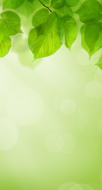 Summer Green Wallpaper Background with Leaves