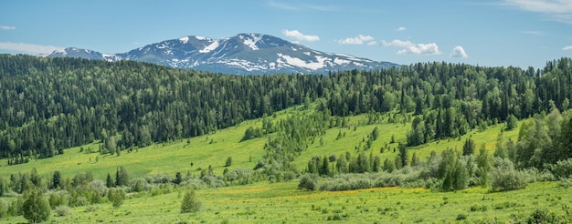 Summer greenery of meadows and forests and snow on the peaks sunny day panoramic view