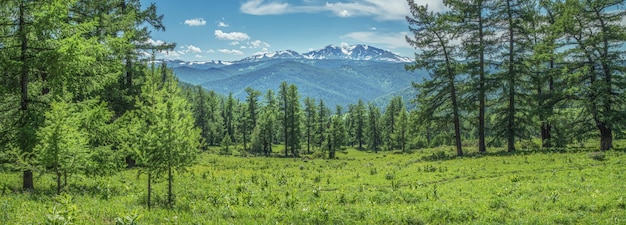 牧草地と森の夏の緑と山頂の雪晴れた日のパノラマviewx9