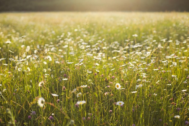 Summer herbal and nature backgroung with chamomile flowers in field and sunlight