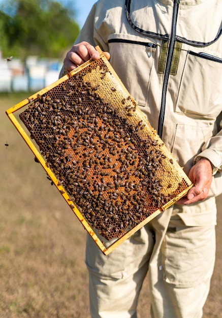 Summer honey beekeeping frames Wooden beehive frame with insects