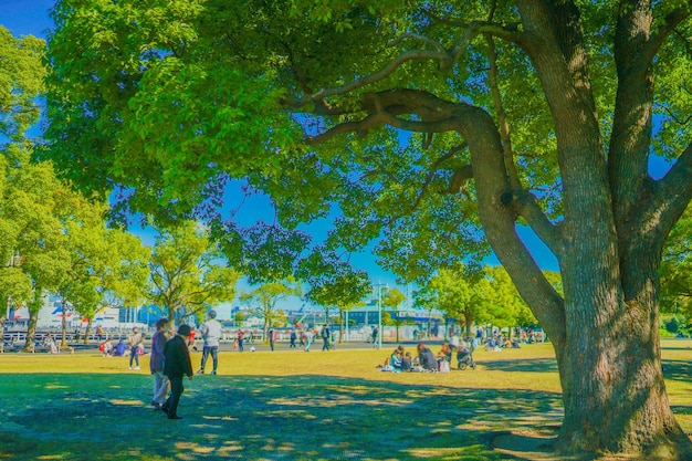 写真 ヤマシタ公園の夏