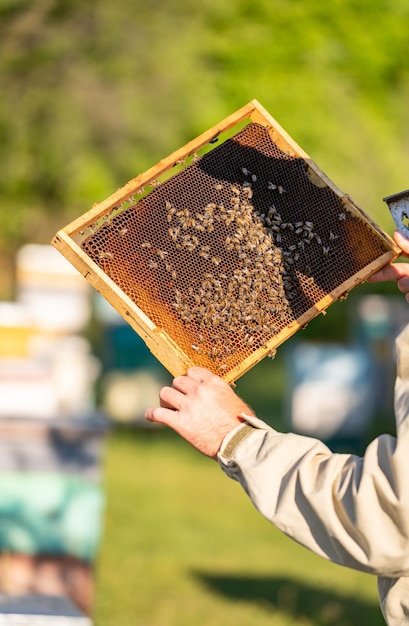 Summer insect organic honey making apiary beekeeping wooden\
frame hives