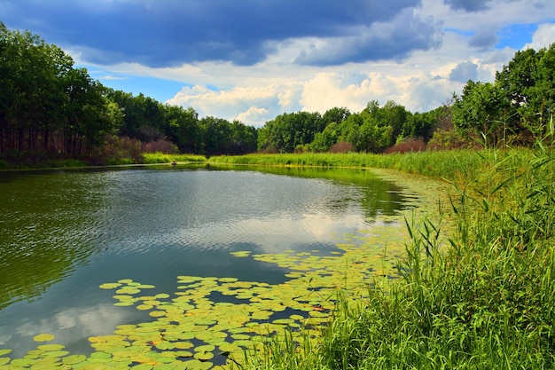 Summer lake landscape