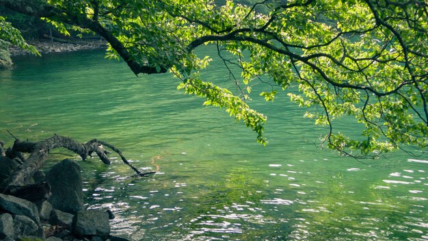 夏の湖の水