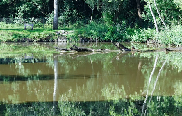 Летнее озеро с отражением деревьев на поверхности воды.