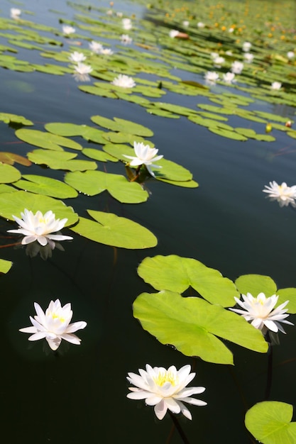 Summer lake with waterlily flowers
