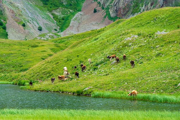 新鮮な緑の山で牛が放牧しているアルトヴィン県の夏の風景。