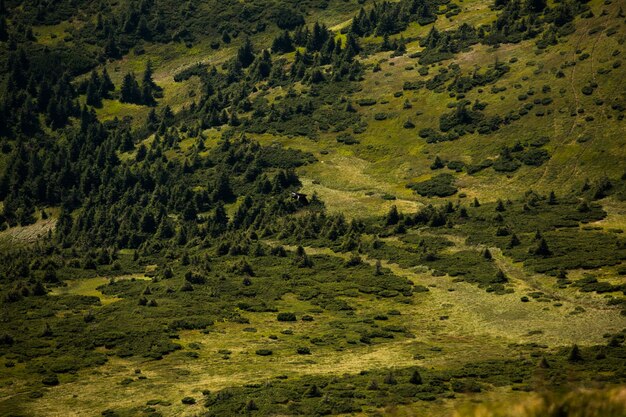 Photo summer landscape in the carpathian mountains in ukraine