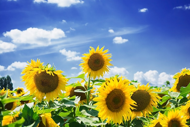 Summer landscape. Field of sunflowers under the blue sky