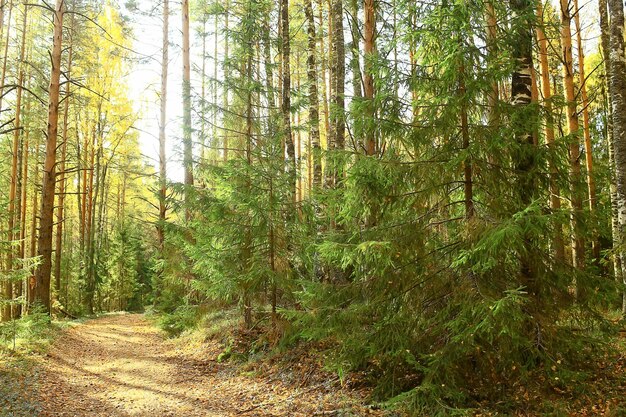 Summer landscape in forest background panorama nature summer\
season landscape trees