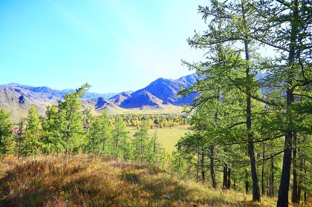 Summer landscape in forest background panorama nature summer\
season landscape trees